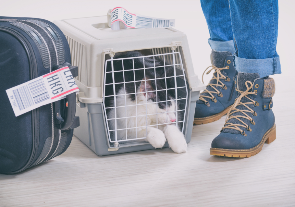 Pet-Friendly Airlines